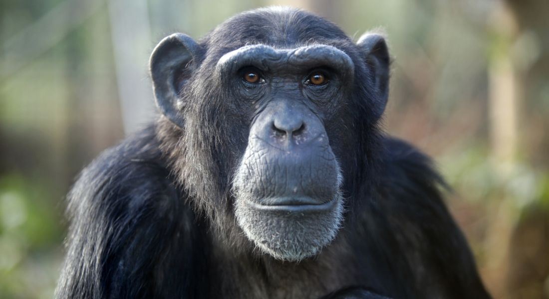 Groundbreaking research shows that humans are not the only ones who make decisions based on evidence